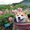 ＜関東版＞愛犬と一緒に5月に春の花が楽しめる絶景フラワーガーデン！
