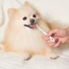 愛犬の歯みがきはいつからどのくらいの頻度でするべき？歯みがきを上手にする方法