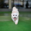 ＜東北エリア＞梅雨～夏の定番！雨の日でも愛犬と遊べる屋内ドッグラン！