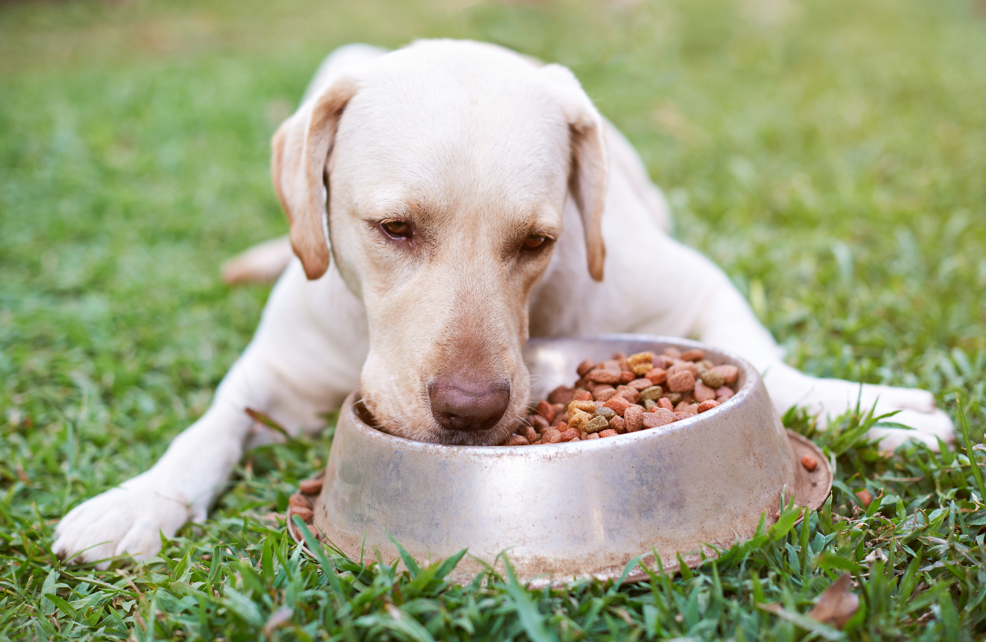 犬の食事の基本的なこと 回数や時間 手作り食について 愛犬との旅行ならイヌトミィ