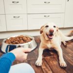 犬の食事の基本的なこと～回数や時間、手作り食について～