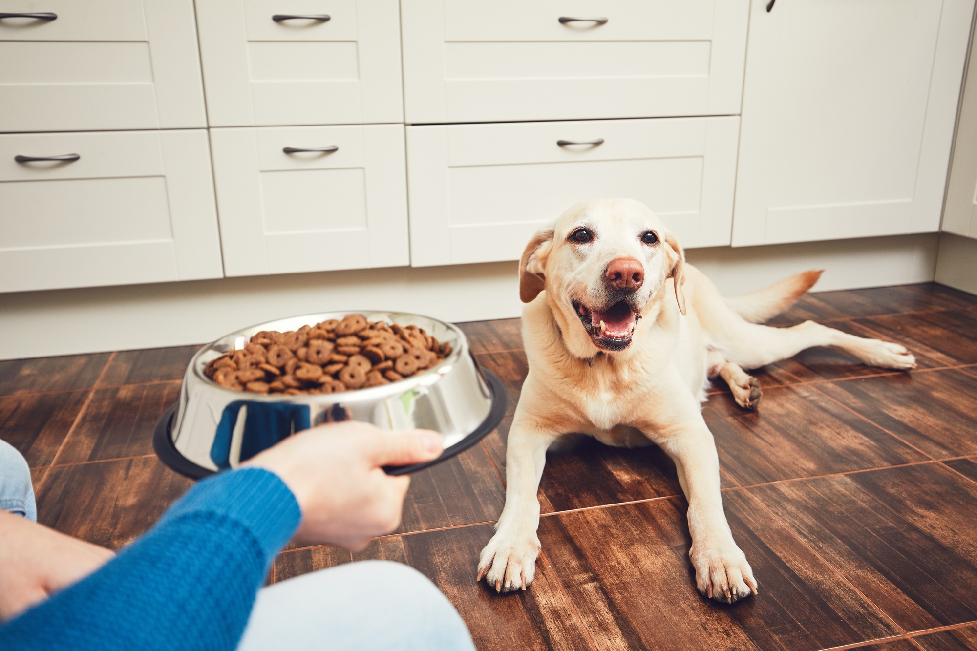 犬の食事の基本的なこと 回数や時間 手作り食について 愛犬との旅行ならイヌトミィ