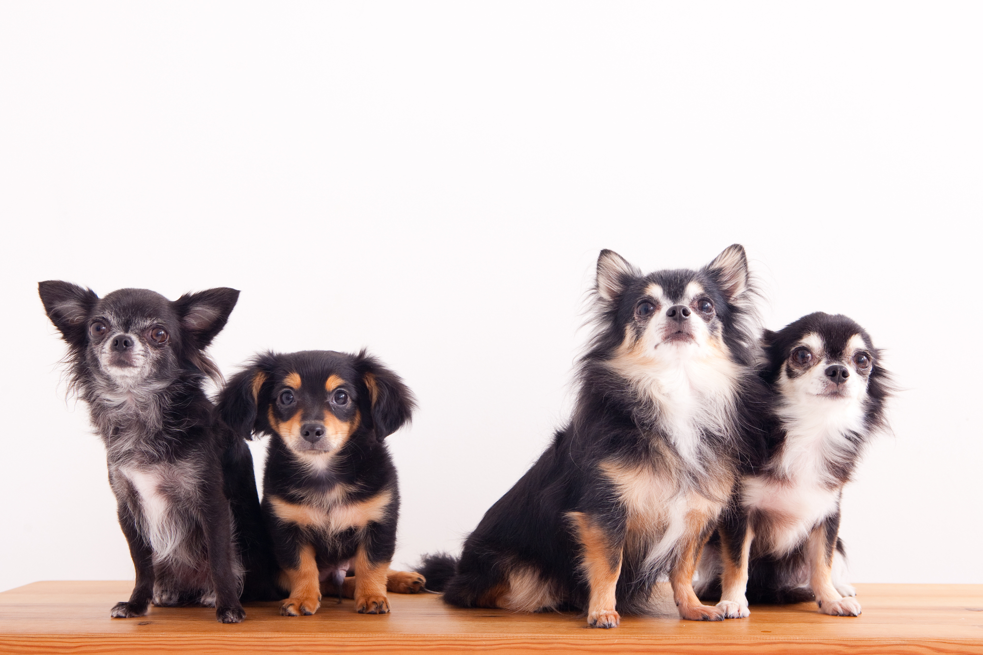 保護犬の里親になる 子犬と成犬 どちらの方が育てやすい 愛犬との旅行ならイヌトミィ