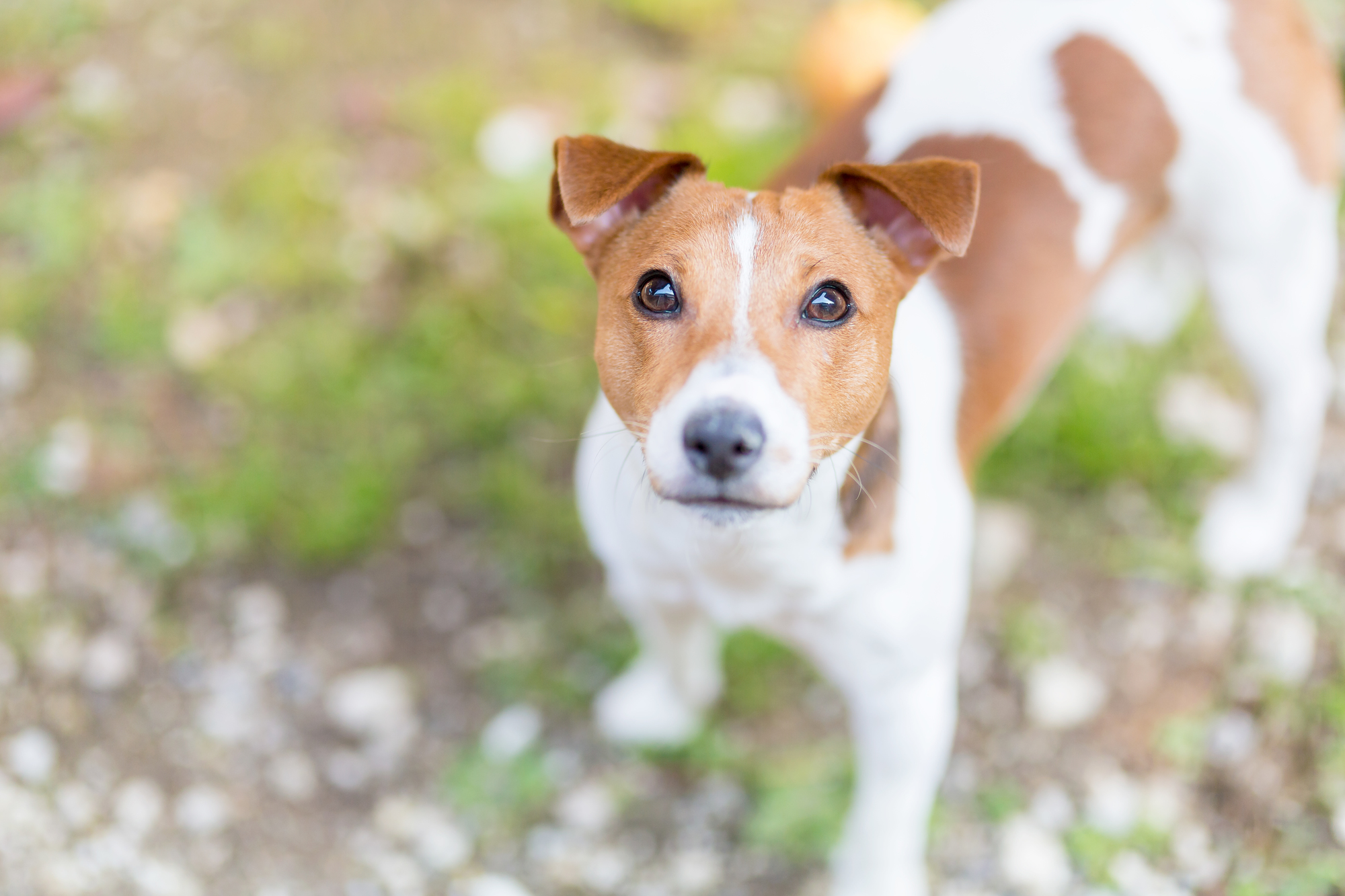 里親 子犬