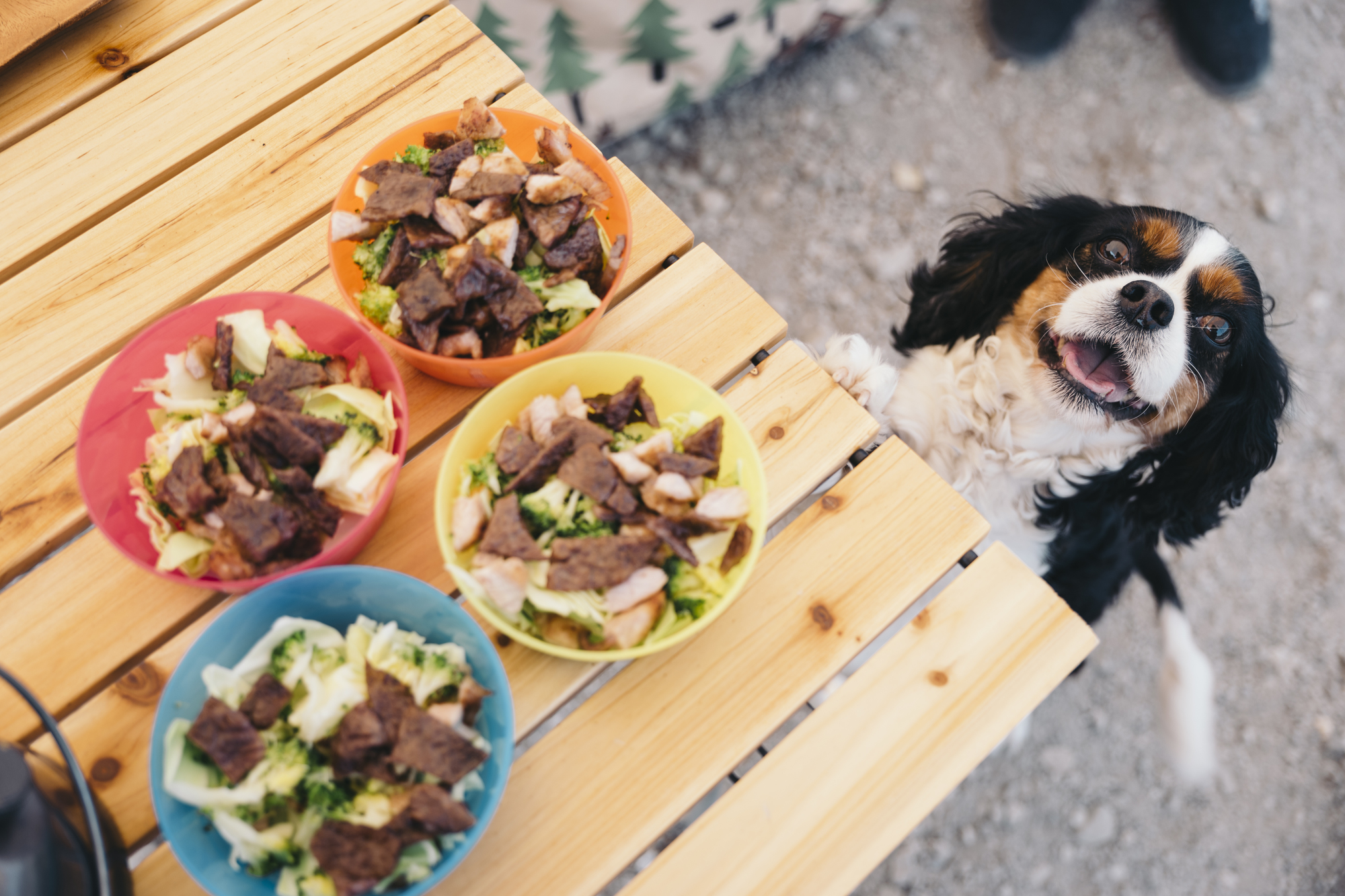 犬の食事の基本的なこと 回数や時間 手作り食について 愛犬との旅行ならイヌトミィ