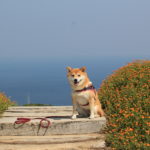 ＜淡路島・兵庫県版＞愛犬と一緒に5月に春の花が楽しめる絶景フラワーガーデン！