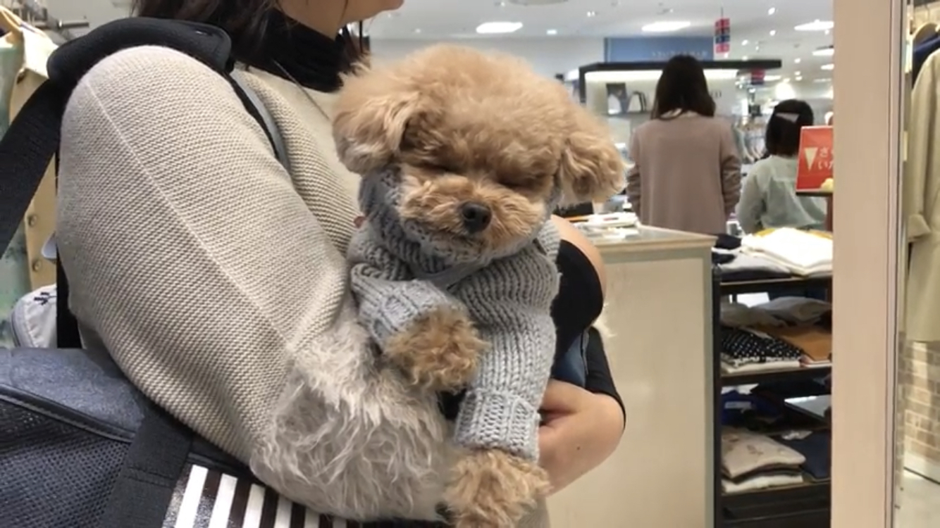 千葉駅 愛犬と気軽にお出かけ 駅近デパートでショッピング 隠れ家カフェでランチ 愛犬との旅行ならイヌトミィ