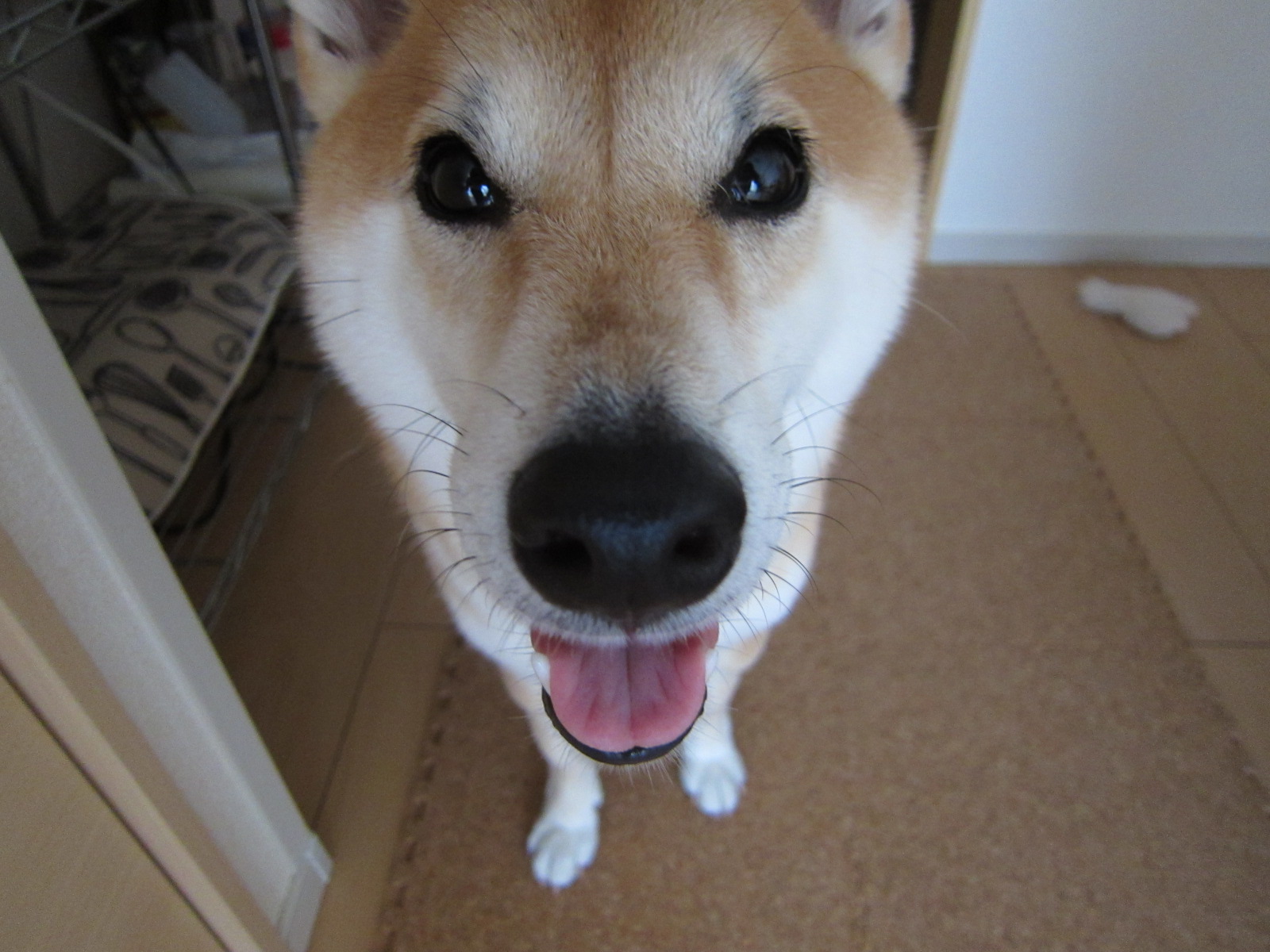 暑い夏がやってくる 手作り食で愛犬を夏バテから守ろう するだけの簡単レシピ 愛犬との旅行ならイヌトミィ