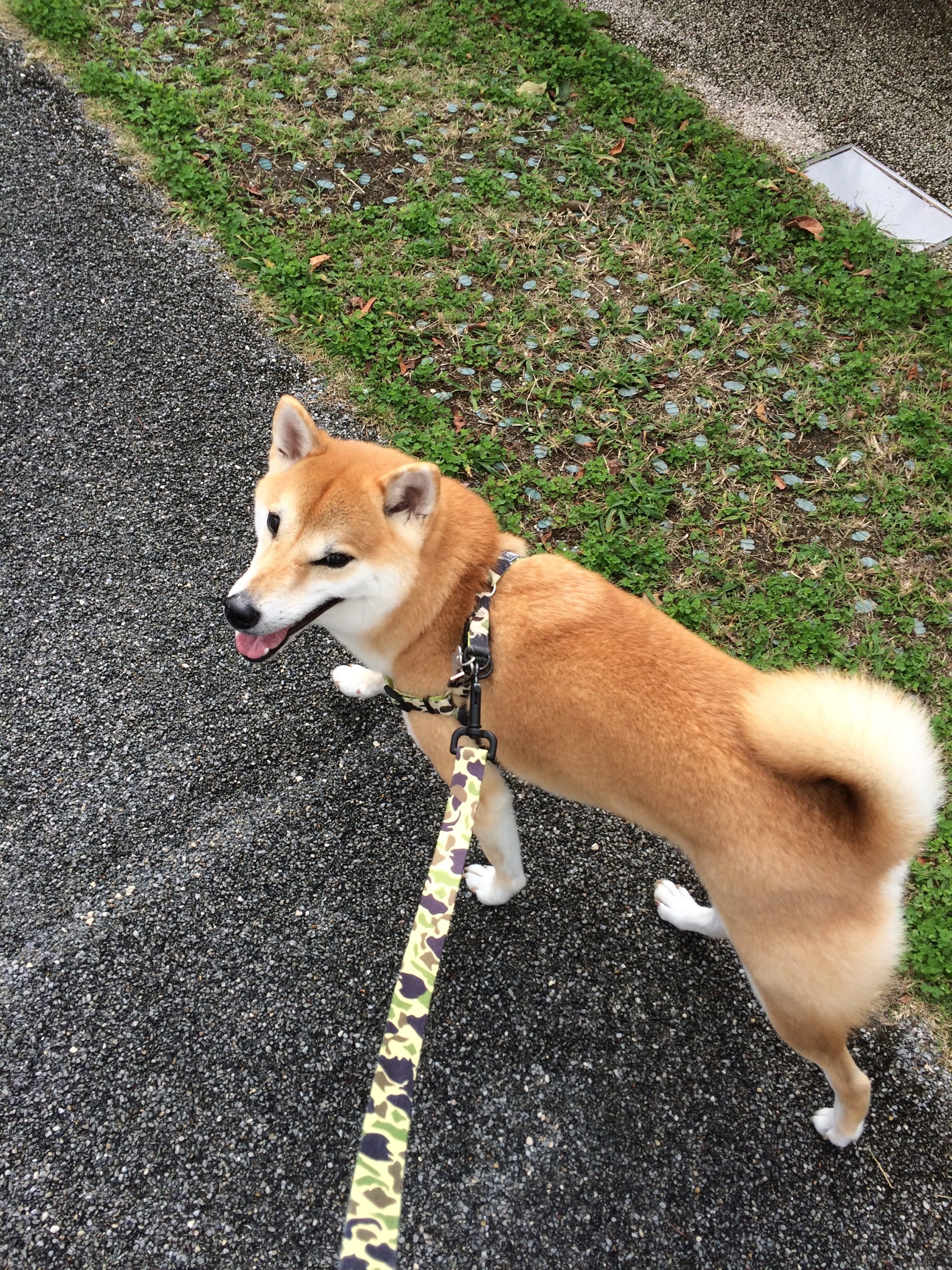 梅雨や暑い夏の日におすすめ 愛犬と一緒に五感を使う室内遊び 愛犬との旅行ならイヌトミィ