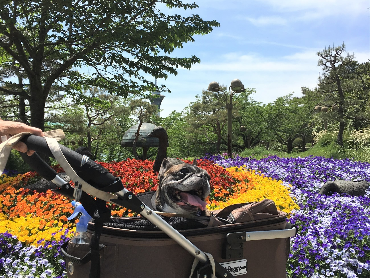 大阪市内で最大の公園 愛犬と一緒に 花博記念公園鶴見緑地 へお出かけ 愛犬との旅行ならイヌトミィ