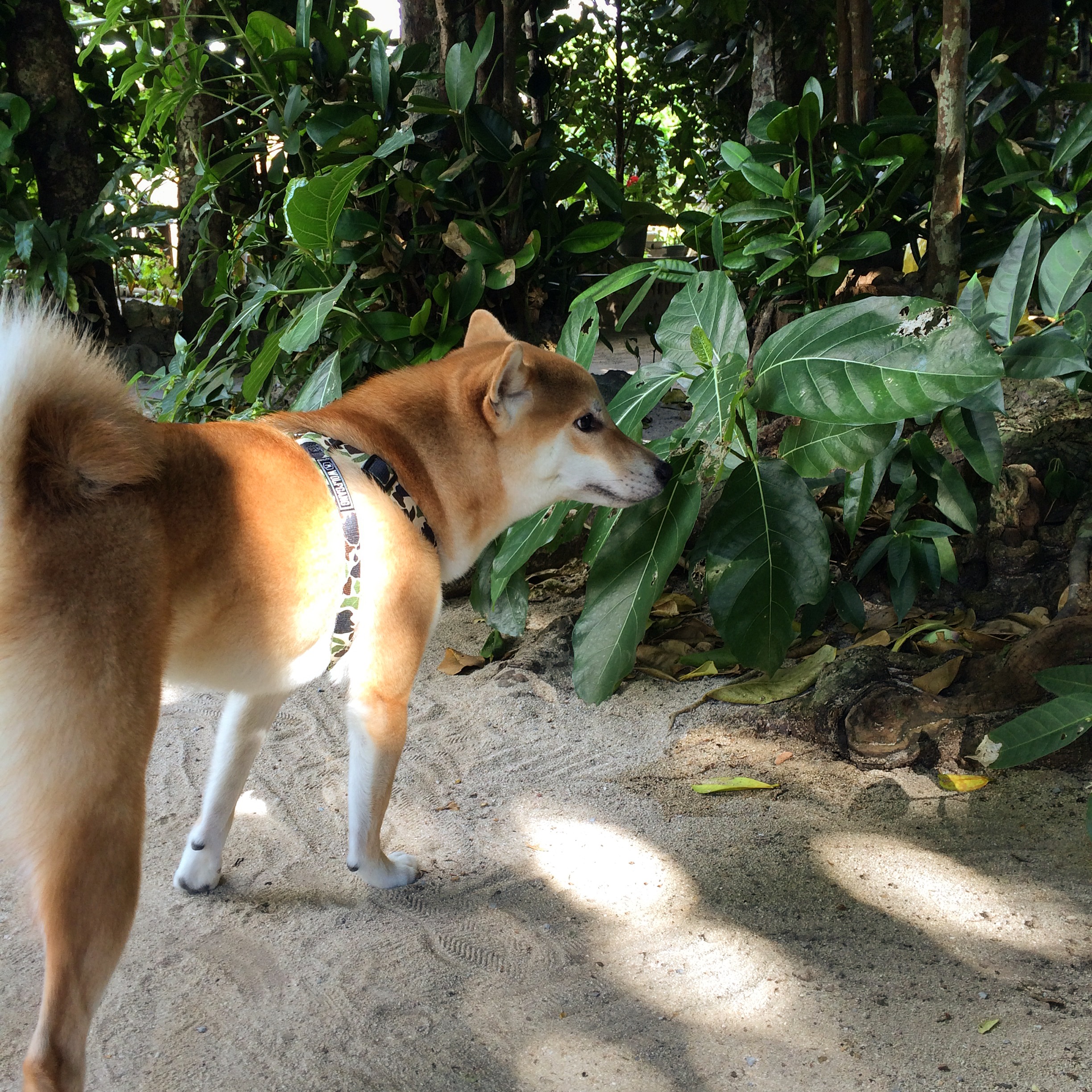 気温の高い今の時期が危険 蚊や虫から愛犬を守ろう 簡単 手作り虫よけスプレーの作り方 愛犬との旅行ならイヌトミィ