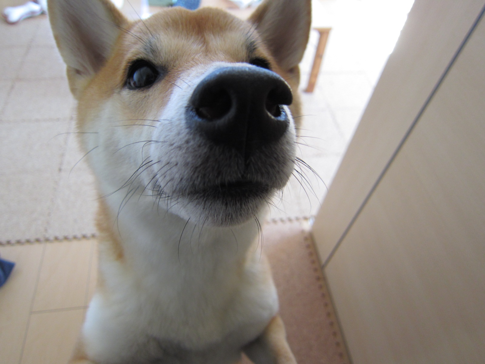 気温の高い今の時期が危険 蚊や虫から愛犬を守ろう 簡単 手作り虫よけスプレーの作り方 愛犬との旅行ならイヌトミィ