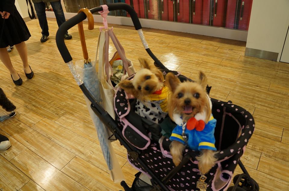 雨の日だってお出かけしたい 愛犬と室内で遊べる観光スポット特集 関東近郊 愛犬との旅行ならイヌトミィ