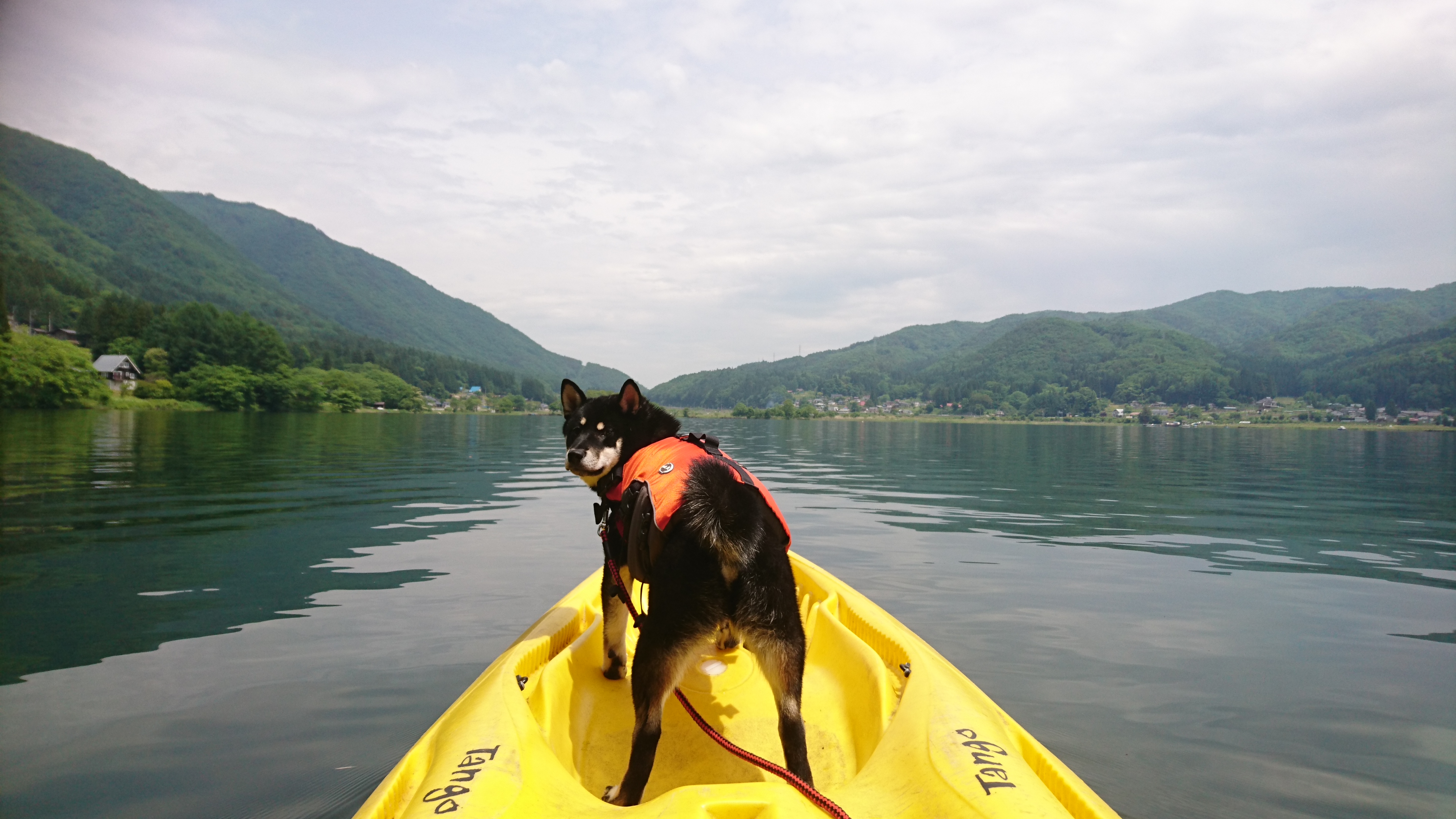 愛犬と一緒に楽しめる夏のウォータースポーツ特集 カヌー カヤック ラフティング体験できるスポット情報 愛犬との旅行ならイヌトミィ