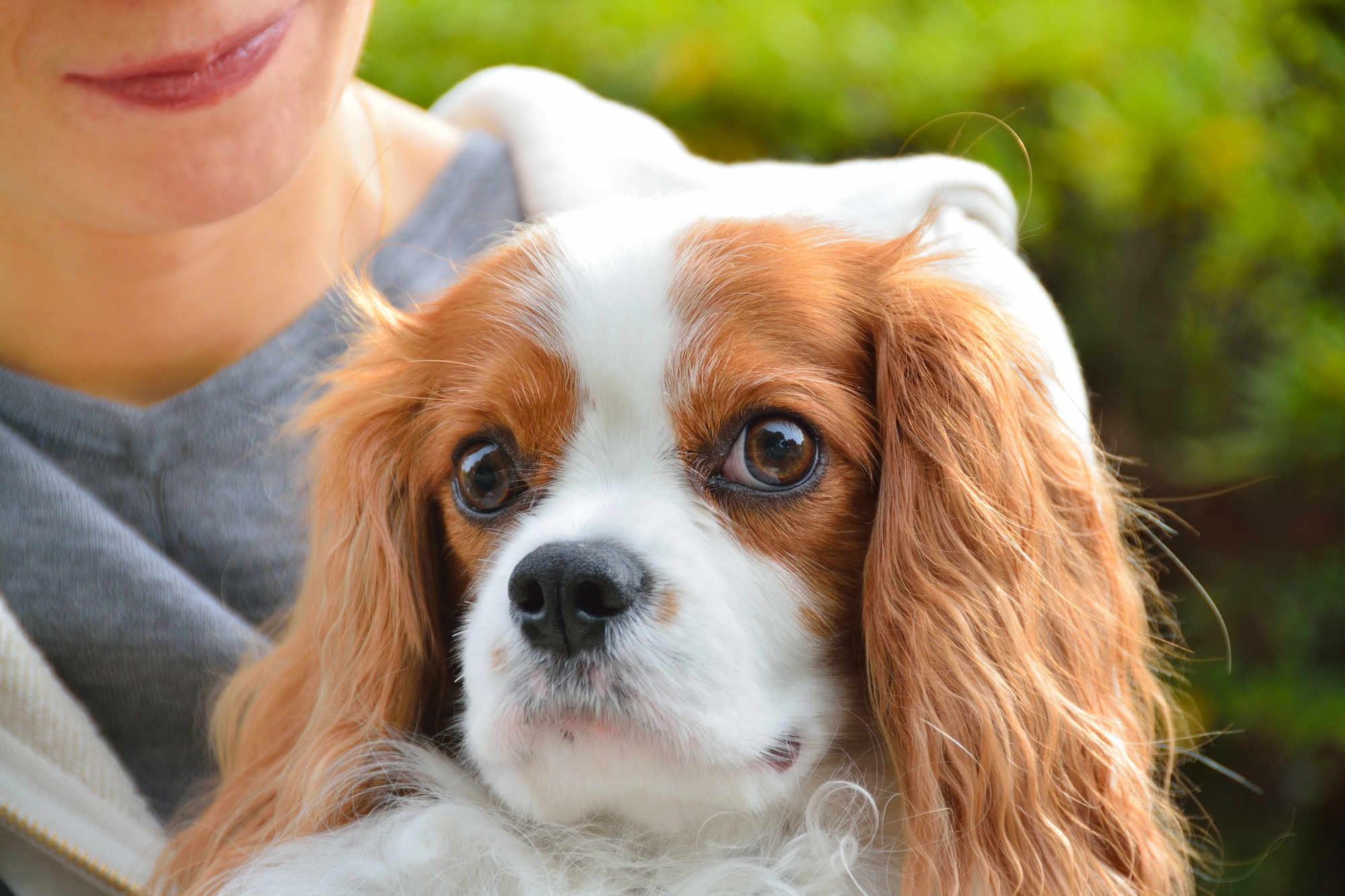 愛犬のしつけがうまくいかない理由とは 愛犬との旅行ならイヌトミィ