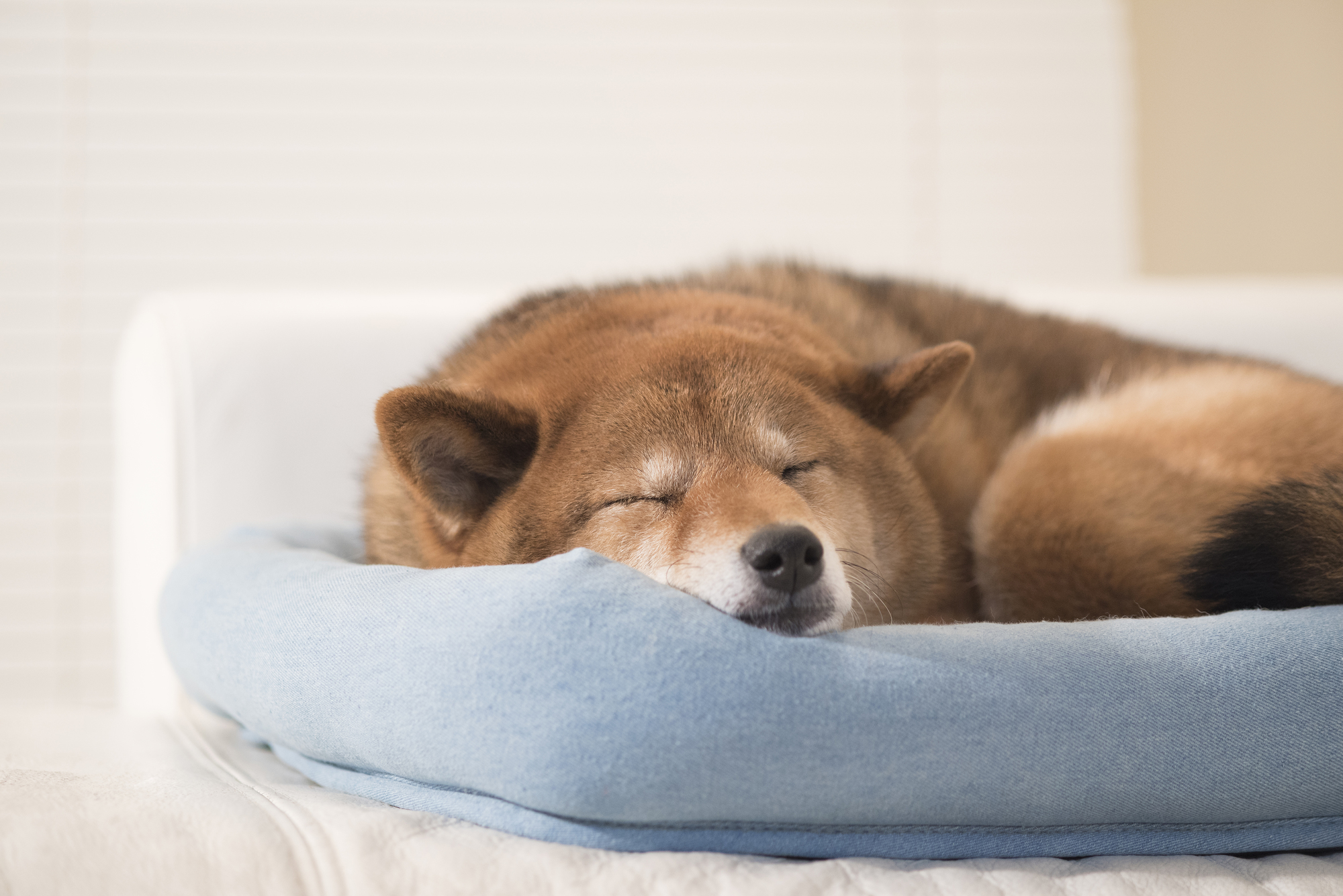 室内用 暑い夏を乗り切ろう 愛犬のための暑さ対策グッズ10選 愛犬との旅行ならイヌトミィ