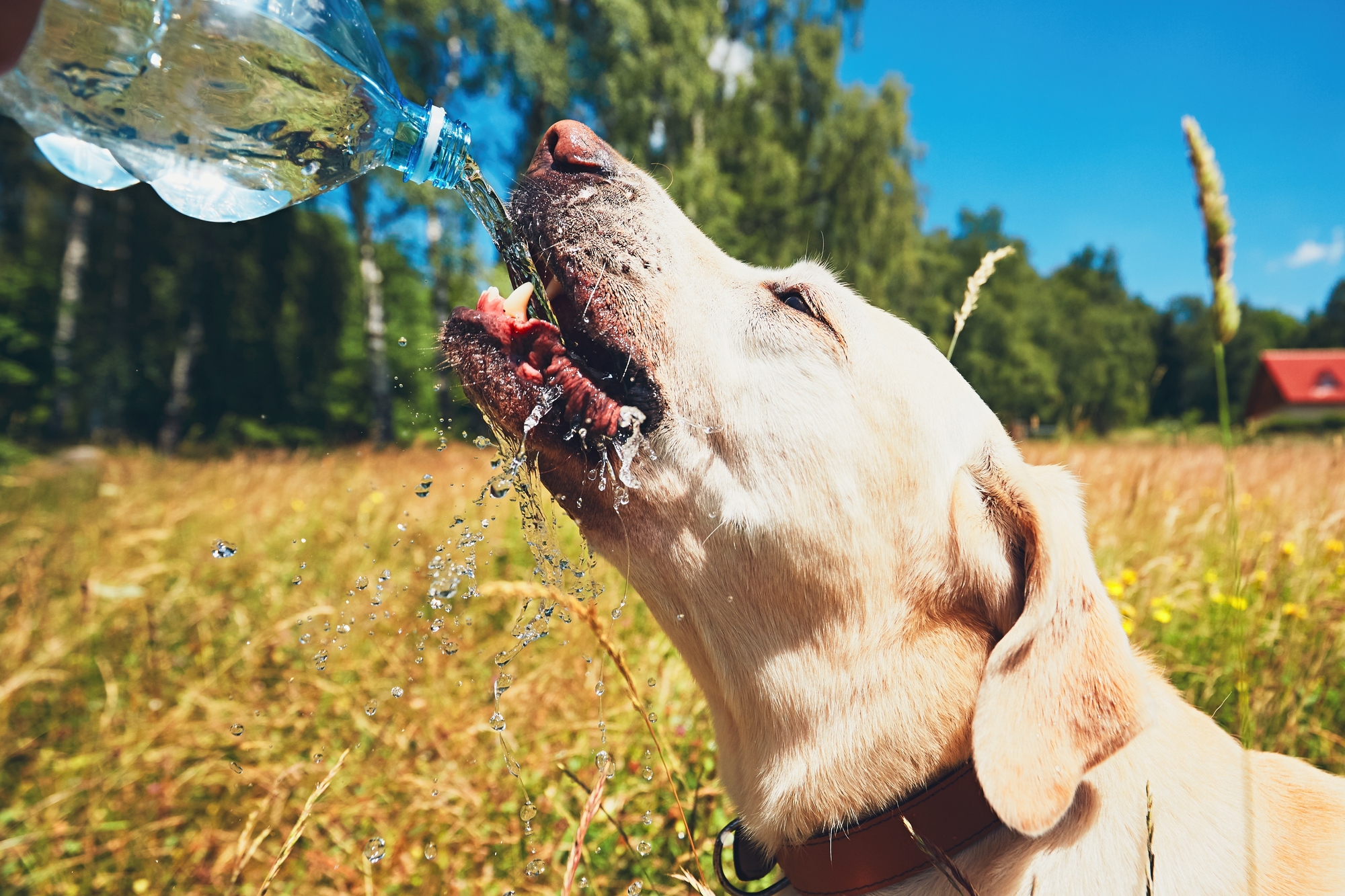 屋外用 暑い夏を乗り切ろう 愛犬のための暑さ対策グッズ８選 愛犬との旅行ならイヌトミィ