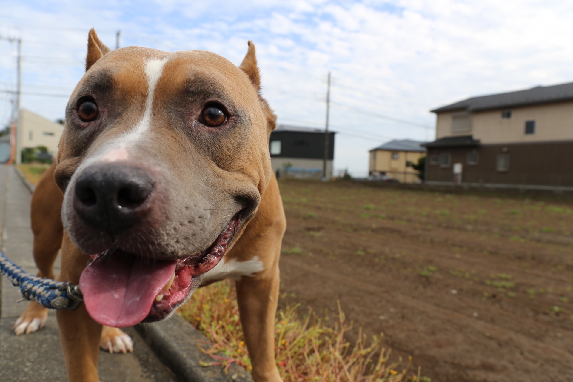 世界一人を殺した犬といわれるピットブルは アメリカではセラピードッグ代表 愛犬との旅行ならイヌトミィ