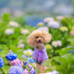 愛犬と一緒にヨーロッパ旅行気分～♪一年中楽しめる長崎のハウステンボス【6/16(土)・17(日)はワンコイベント開催】