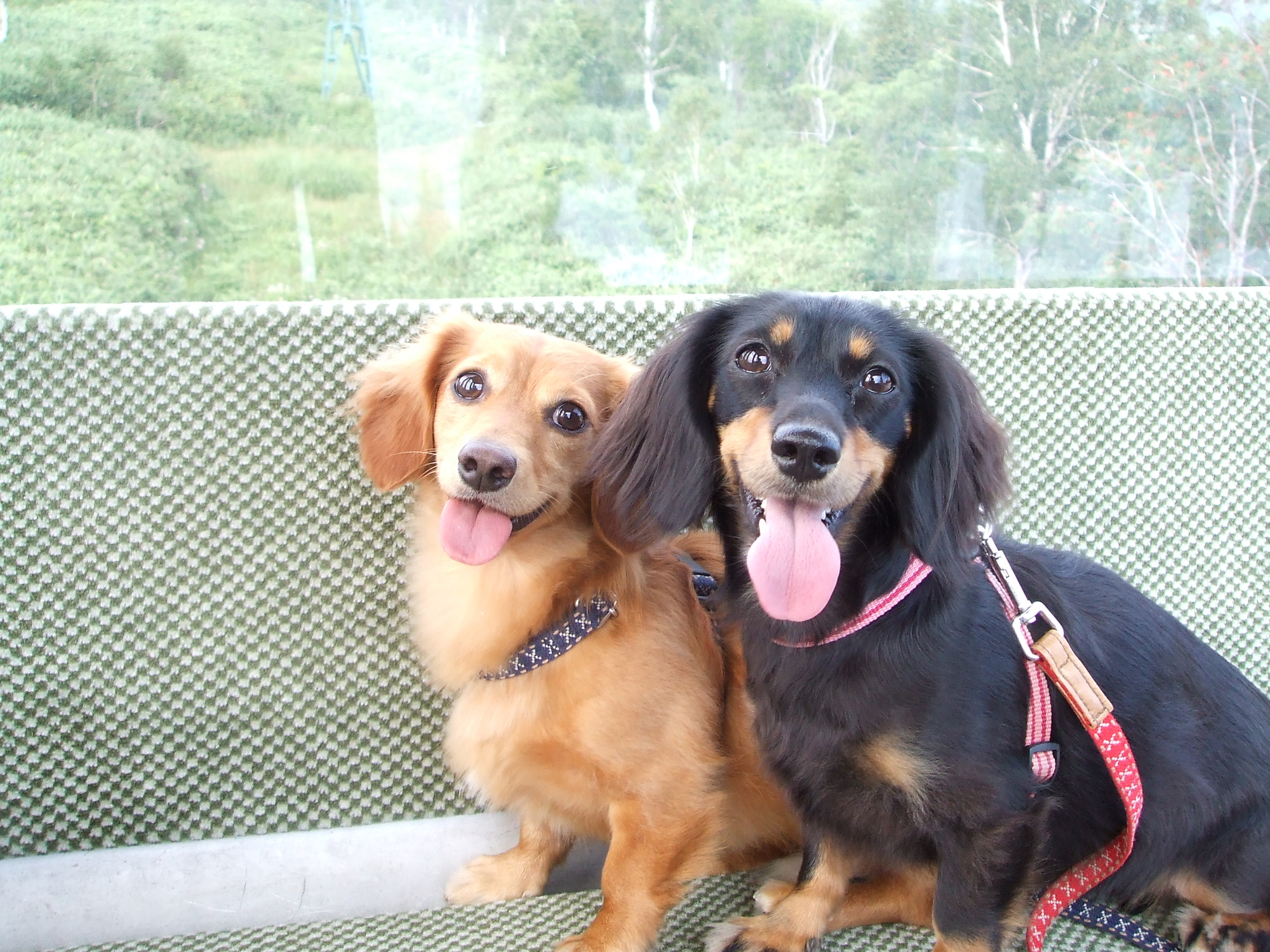 愛犬と一緒に楽しめる空中散歩 全国のロープウェイ ゴンドラ ケーブルカー情報 愛犬との旅行ならイヌトミィ