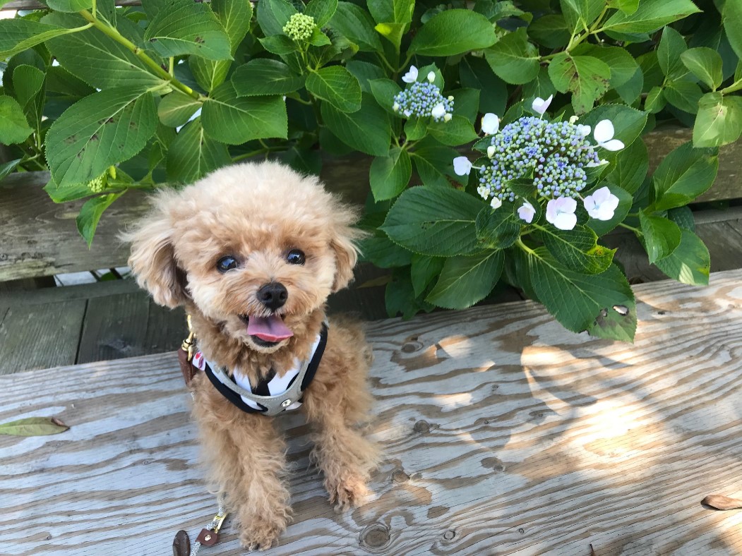 猛暑の夏を乗り切ろう おしゃれで可愛い愛犬のクール服特集 愛犬との旅行ならイヌトミィ