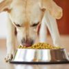 愛犬の食欲不振・原因と対策