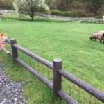 ワンちゃんウエルカムな人気の避暑地♪那須高原でオススメの愛犬と楽しめるスポット特集