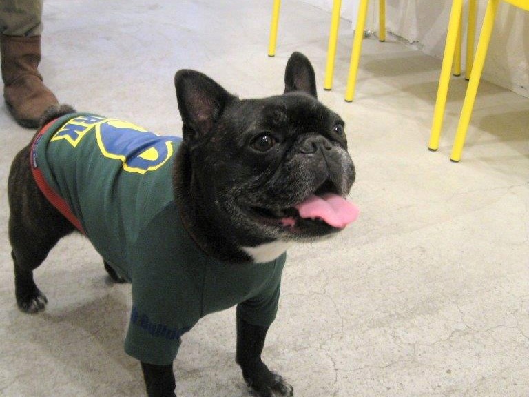 オーナーも一緒に楽しむ愛犬の服選び！ハンドメイドのお店もご紹介 