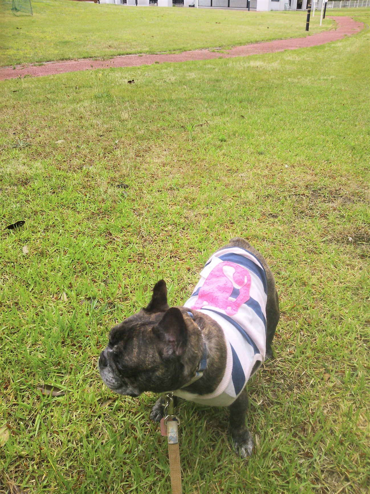 オーナーも一緒に楽しむ愛犬の服選び！ハンドメイドのお店もご紹介 