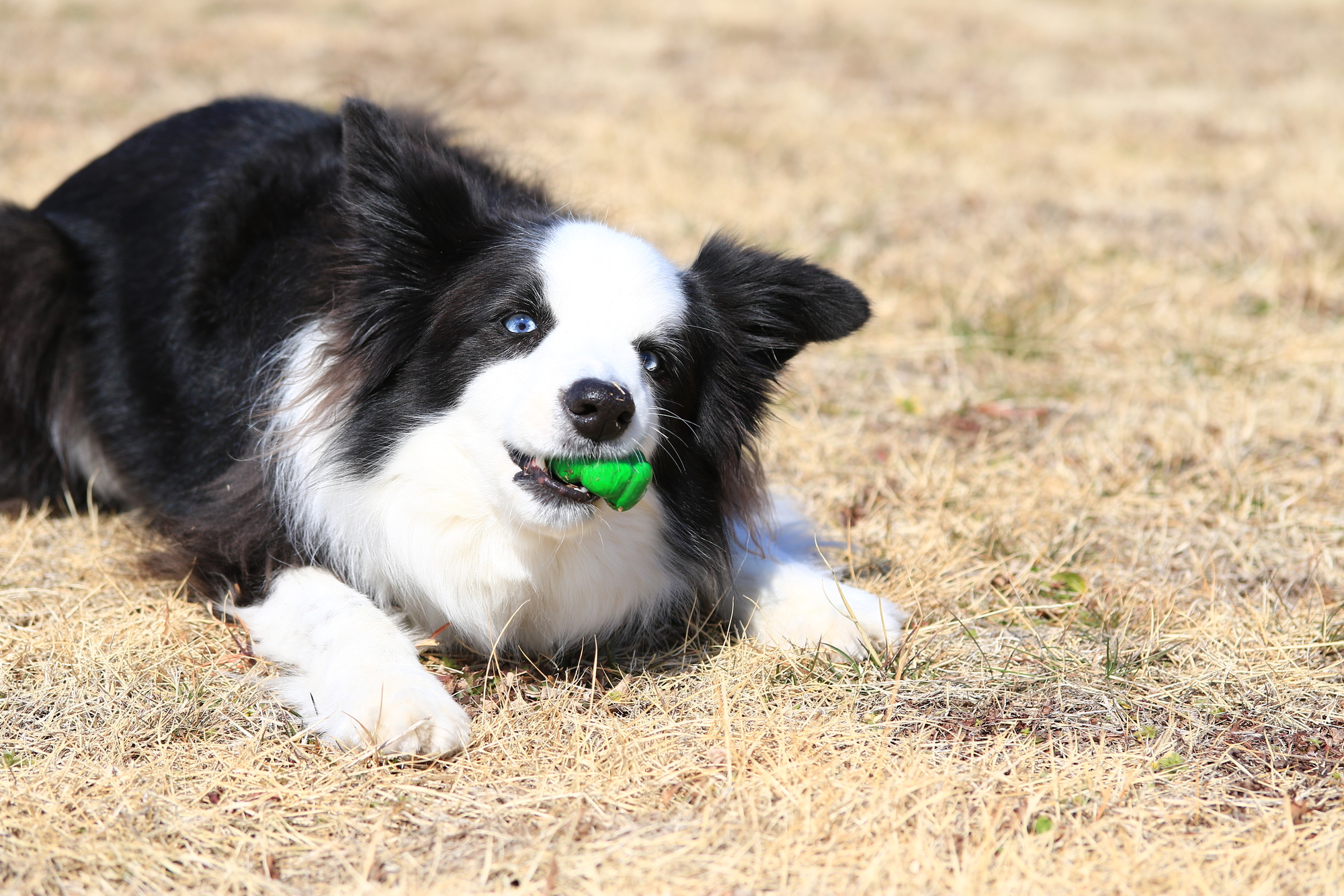 大型犬 超大型犬 丈夫で長く遊べるオススメのおもちゃベスト5 愛犬との旅行ならイヌトミィ