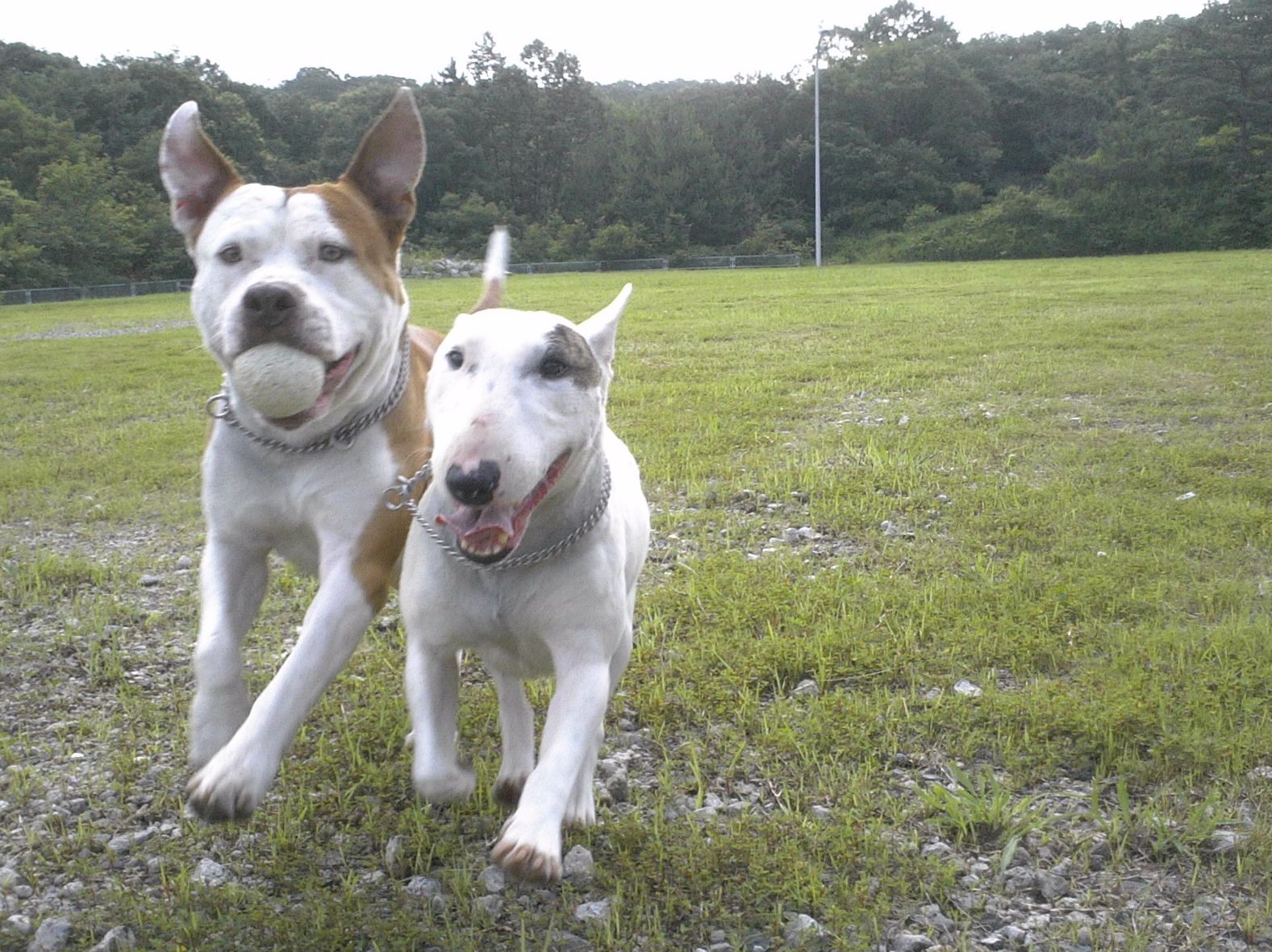 ピットブルと土佐闘犬はどちらが強い ブラッドスポーツと闘犬の違い 愛犬との旅行ならイヌトミィ
