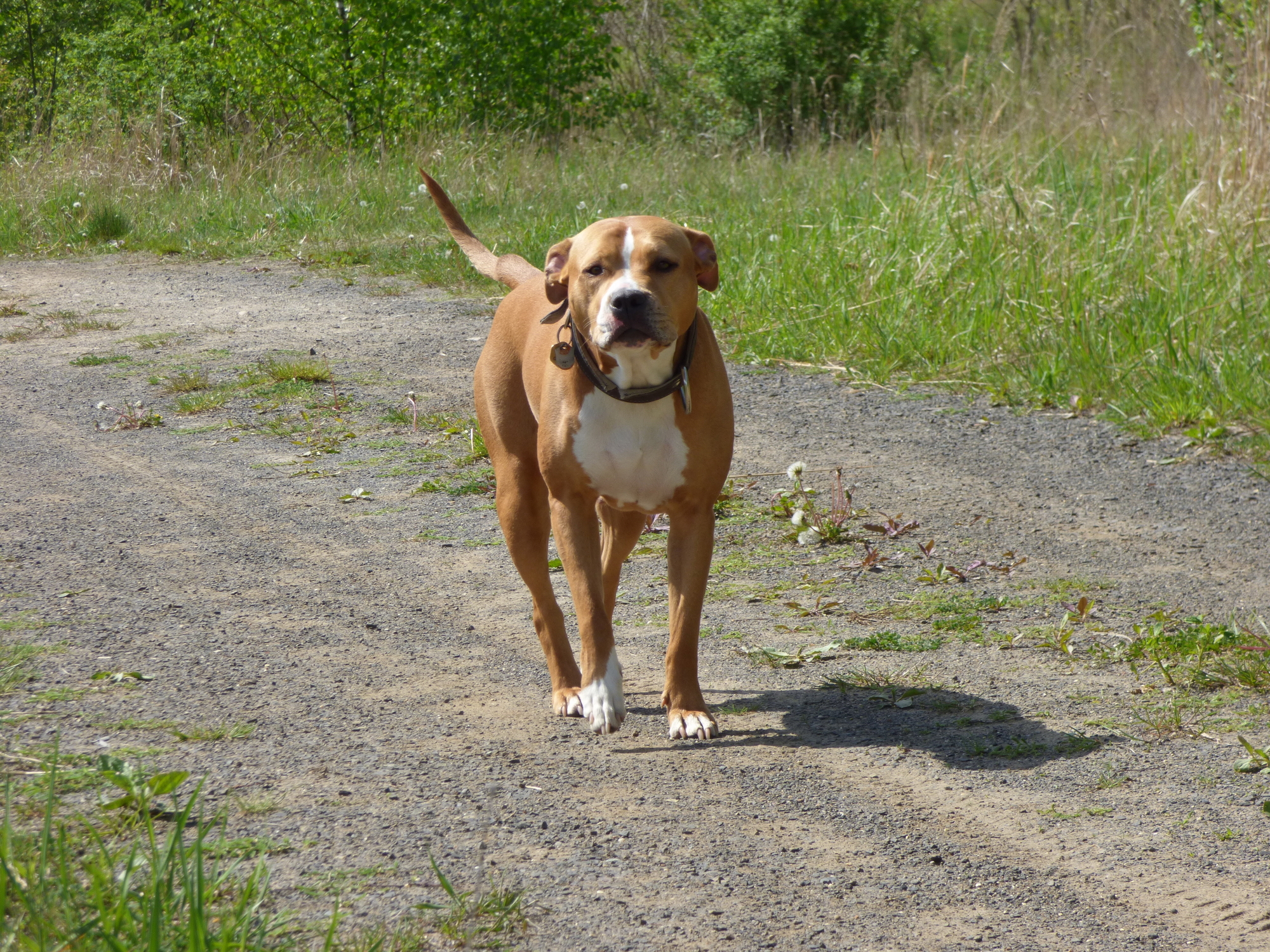 ピットブルと土佐闘犬はどちらが強い ブラッドスポーツと闘犬の違い 愛犬との旅行ならイヌトミィ