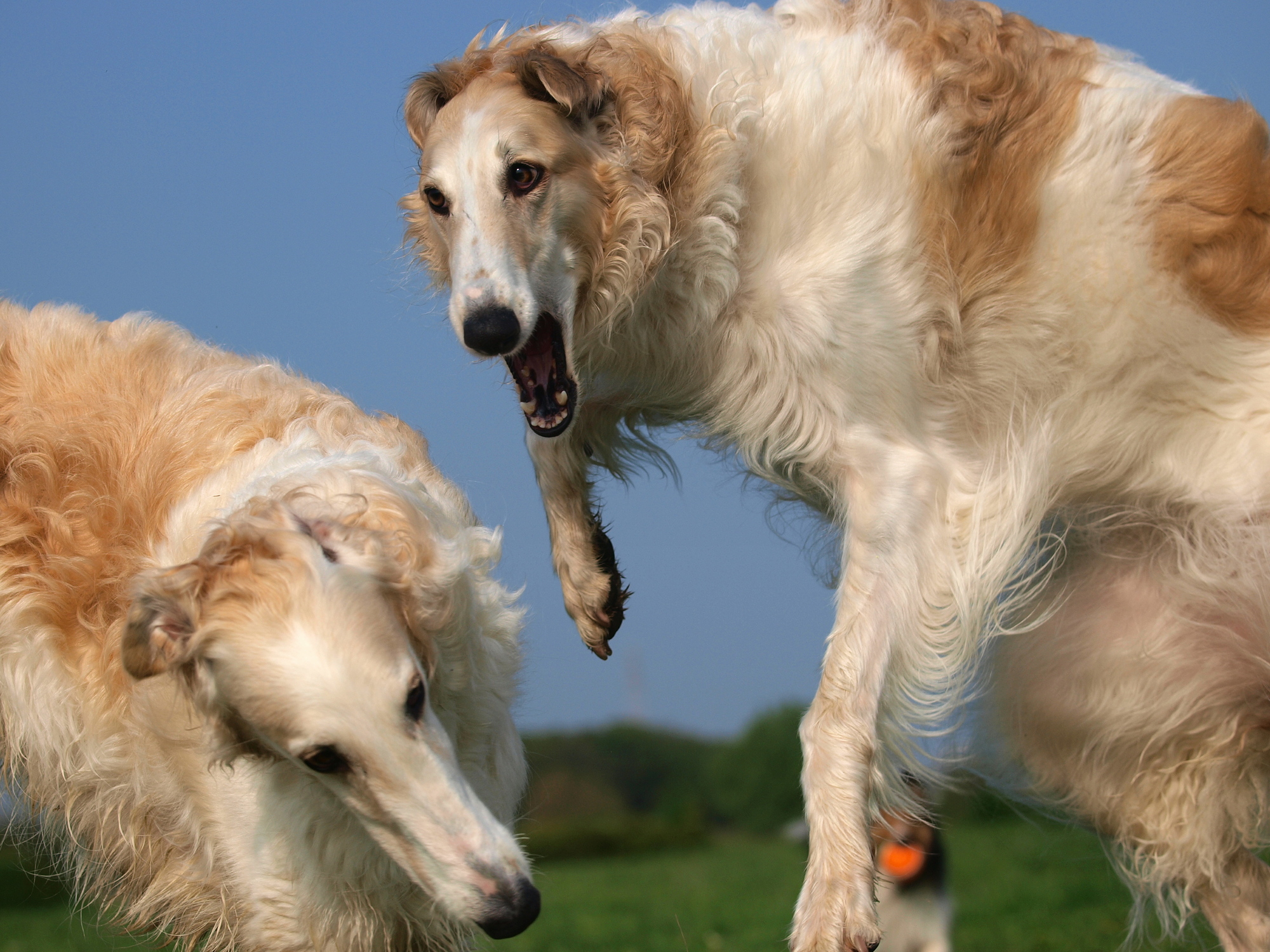 ピットブルと土佐闘犬はどちらが強い ブラッドスポーツと闘犬の違い 愛犬との旅行ならイヌトミィ