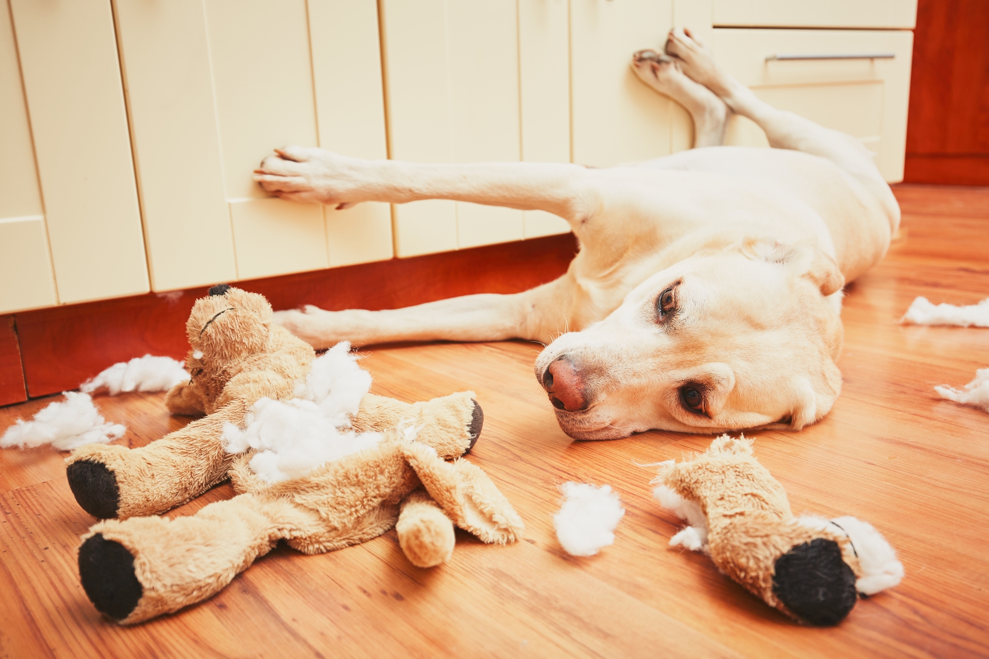 大型犬 超大型犬 丈夫で長く遊べるオススメのおもちゃベスト5 愛犬との旅行ならイヌトミィ