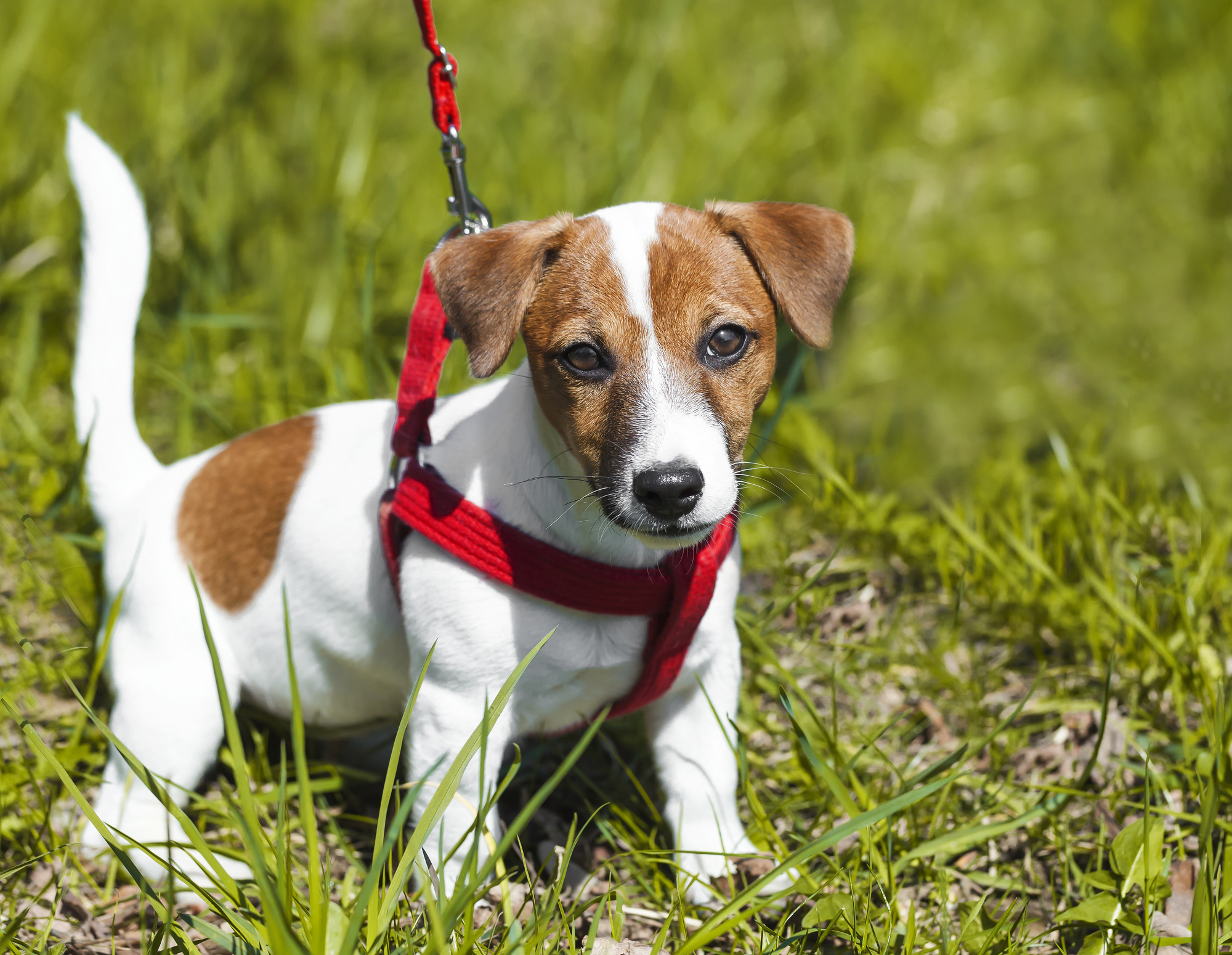 引っ張り癖 外が怖い など お散歩できない愛犬にオススメのハーネス リード 愛犬との旅行ならイヌトミィ