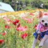 夏のスキー場は癒やしスポット♪愛犬と一緒にお花を楽しめる高原のスキー場5選