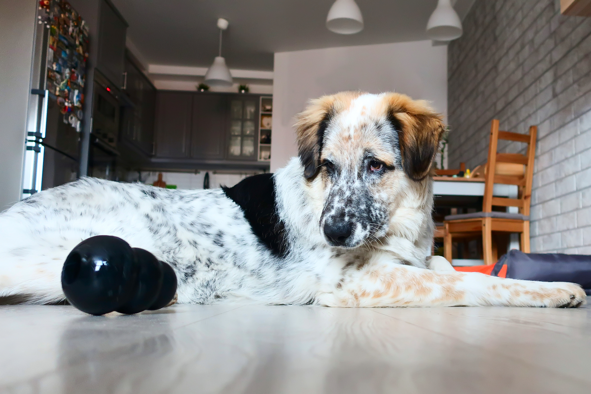 大型犬 超大型犬 丈夫で長く遊べるオススメのおもちゃベスト5 愛犬との旅行ならイヌトミィ