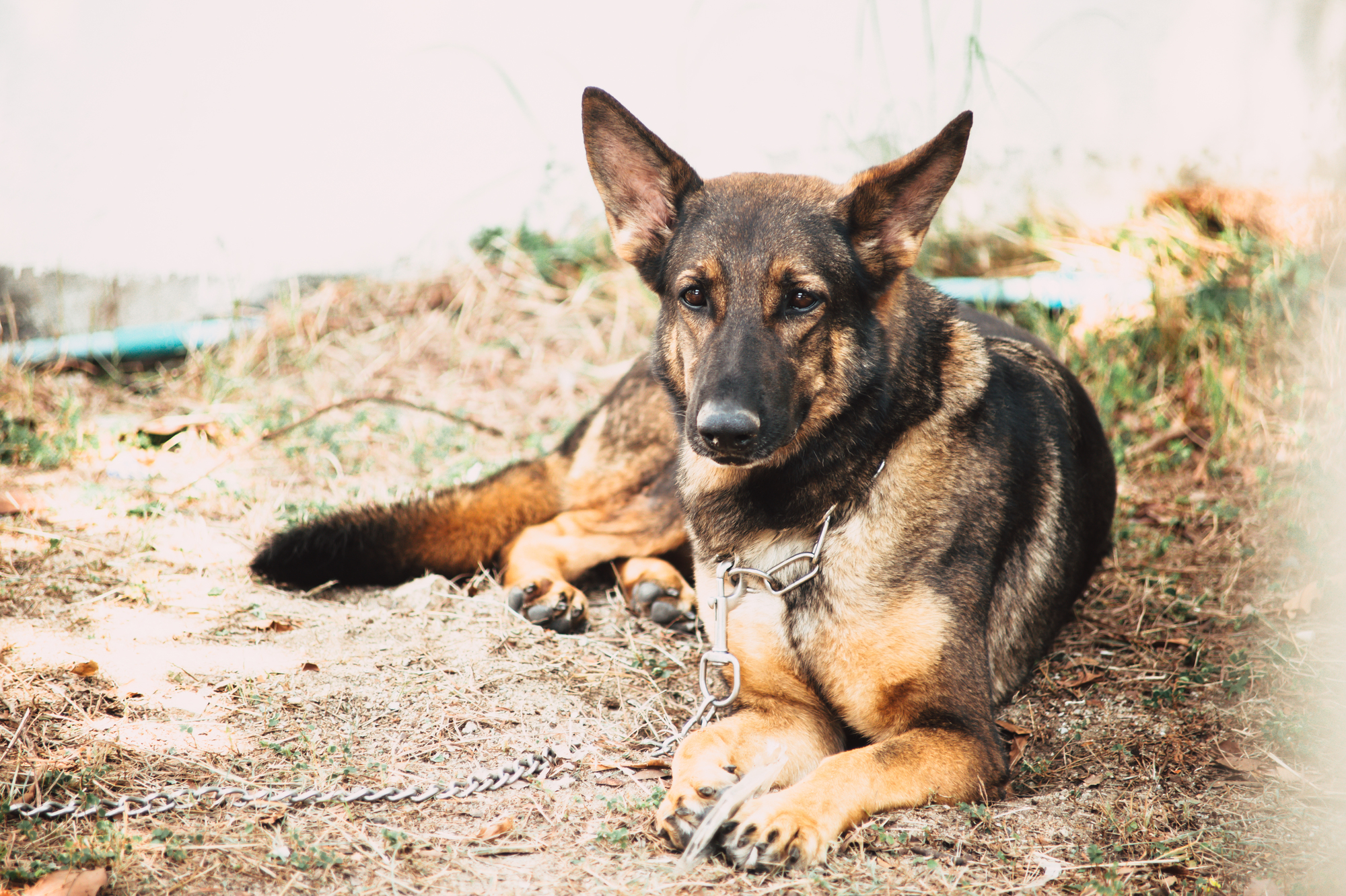 ピットブルと土佐闘犬はどちらが強い ブラッドスポーツと闘犬の違い 愛犬との旅行ならイヌトミィ