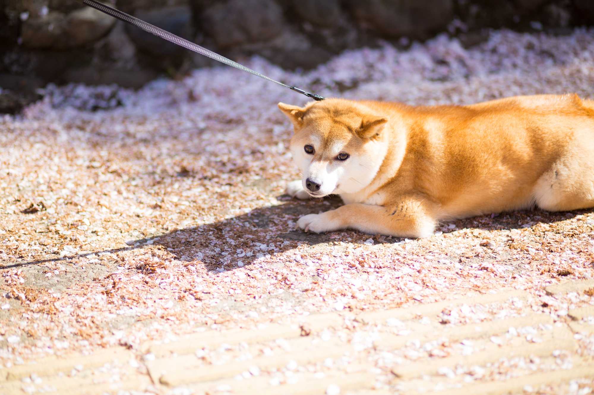 引っ張り癖 外が怖い など お散歩できない愛犬にオススメのハーネス リード 愛犬との旅行ならイヌトミィ