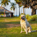 愛犬と一緒に夏休みを満喫！バカンスが楽しめる「休暇村」ってどんなところ？