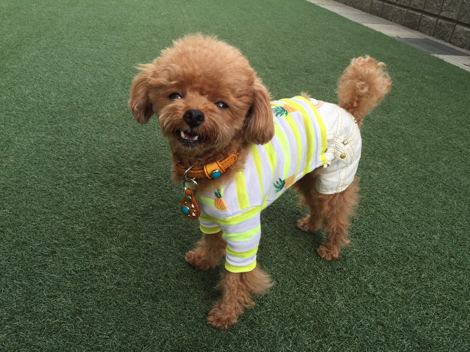 愛犬と気軽にお出かけ 一日遊べるイオンモール幕張新都心 ペットモールってどんなところ 愛犬との旅行ならイヌトミィ