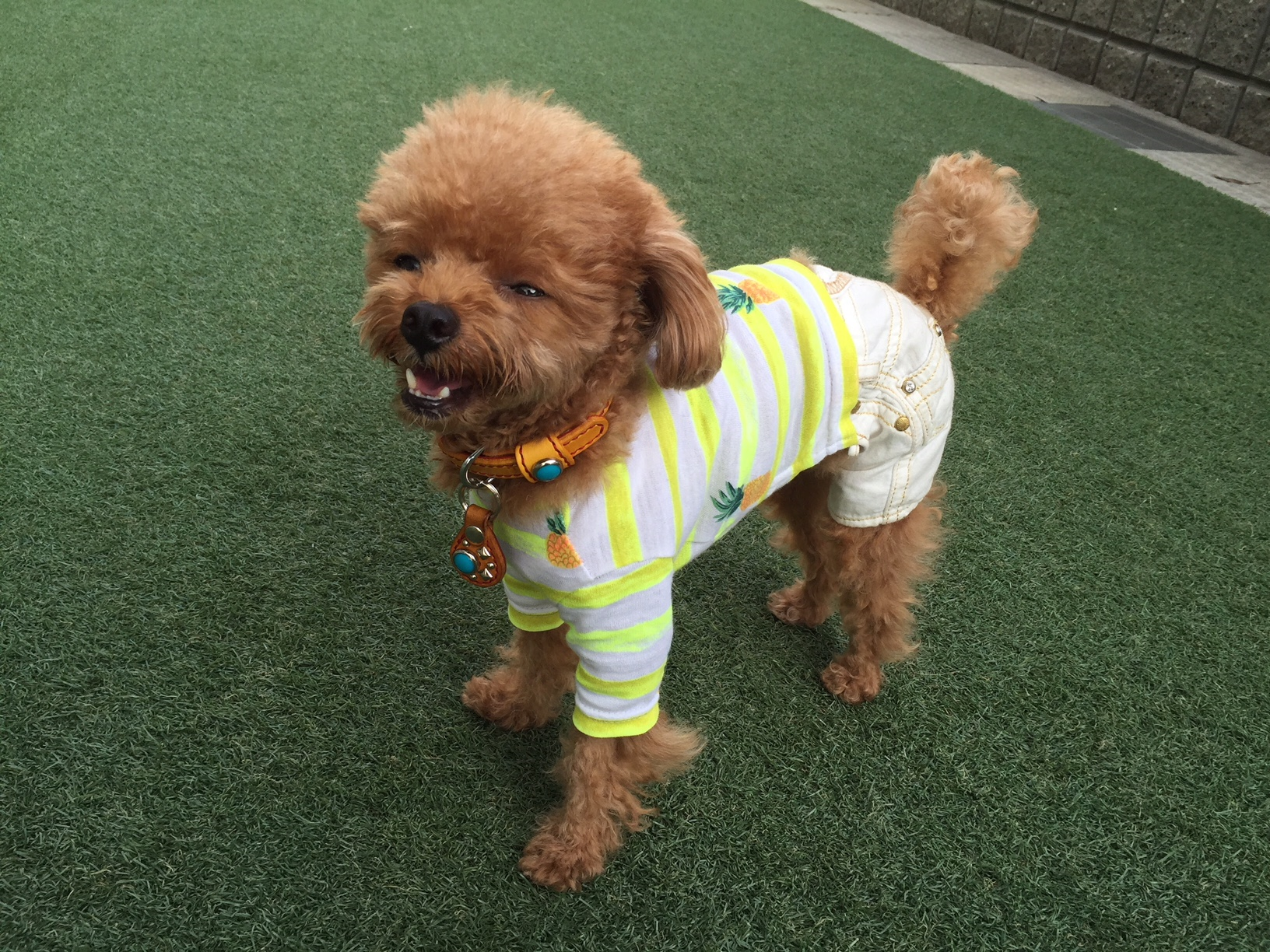 愛犬と気軽にお出かけ 一日遊べるイオンモール幕張新都心 ペットモールってどんなところ 愛犬との旅行ならイヌトミィ