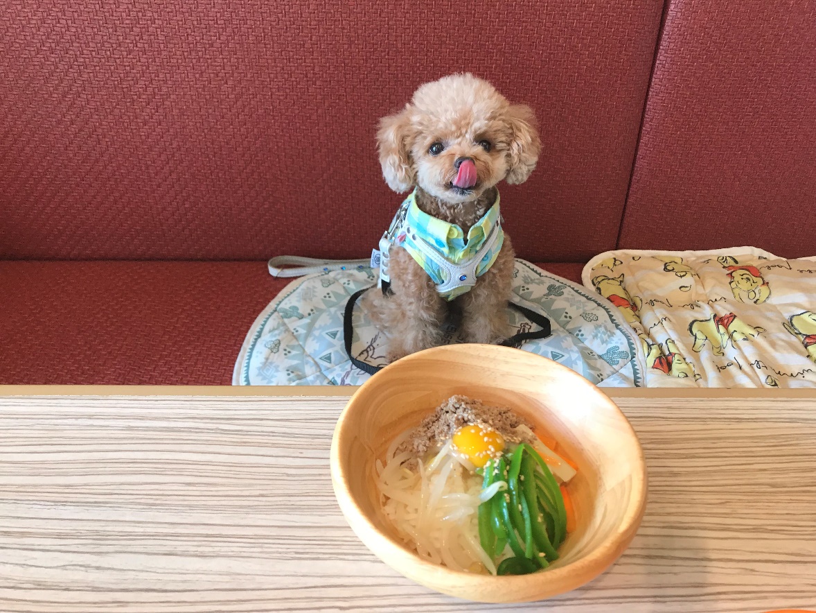 愛犬とお台場デートを楽しもう 店内で食事が楽しめるおすすめレストラン カフェ5選 愛犬との旅行ならイヌトミィ