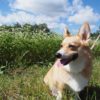 愛犬と一緒に爽やかな気候とのどかな景色と絶品アイスクリームを楽しもう♪開田高原＜長野県木曽郡＞