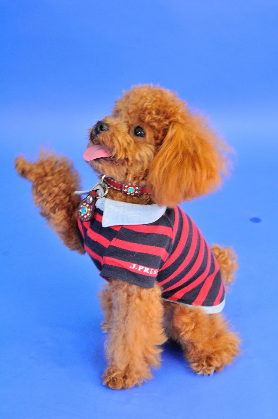 ペットファッションのセレクトショップ ハーネスドッグの人気ファッションアイテム 愛犬グッズ特集 愛犬との旅行ならイヌトミィ