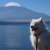 実は避暑地！富士山を臨む山中湖で愛犬と一緒に楽しめる人気スポット特集