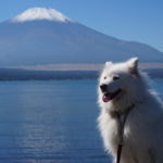 実は避暑地！富士山を臨む山中湖で愛犬と一緒に楽しめる人気スポット特集