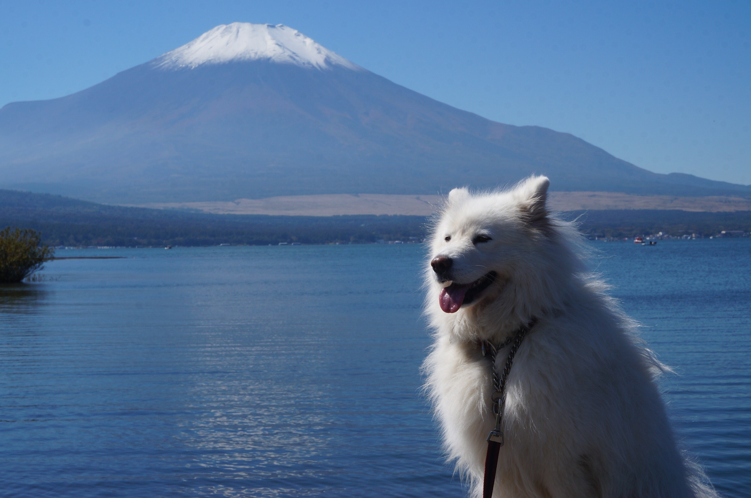 山中湖 犬 と 遊ぶ