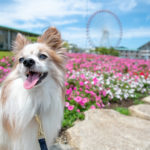 犬連れに優しい愛知県蒲郡市で海鮮丼ランチとパワースポット巡りで開運アップ！