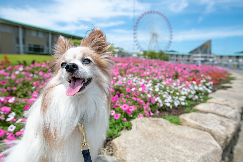 犬連れに優しい愛知県蒲郡市で海鮮丼ランチとパワースポット巡りで開運アップ 愛犬との旅行ならイヌトミィ